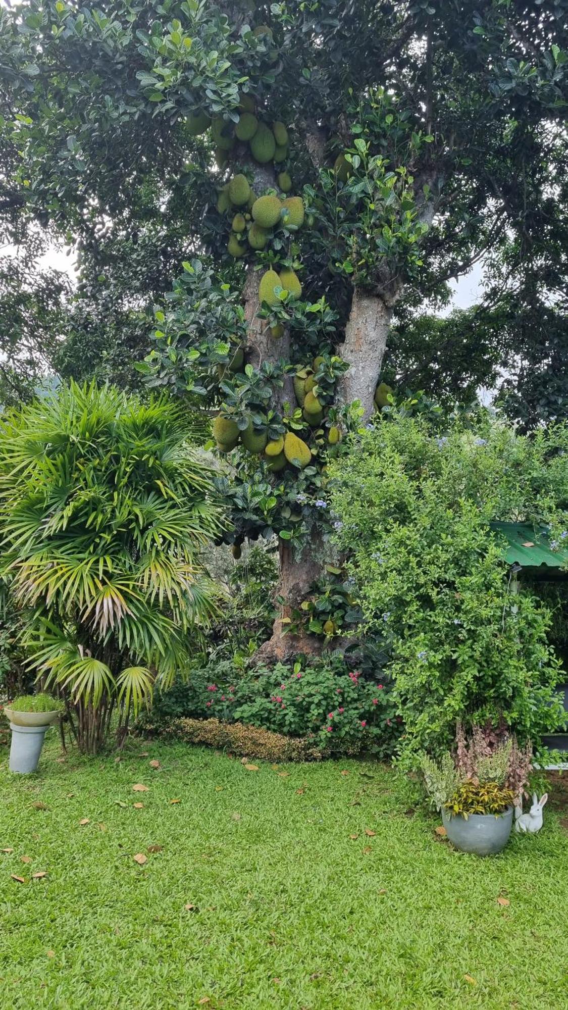 Sithara Estate Bungalow Ella Exterior foto